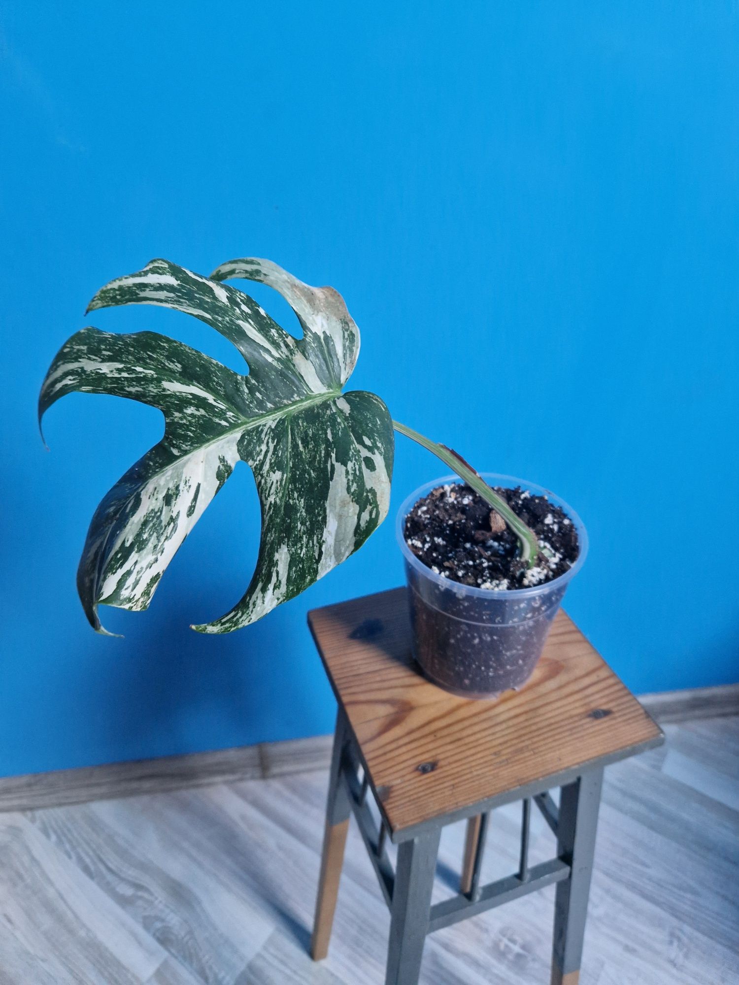 Monstera Variegata 6 sztuk