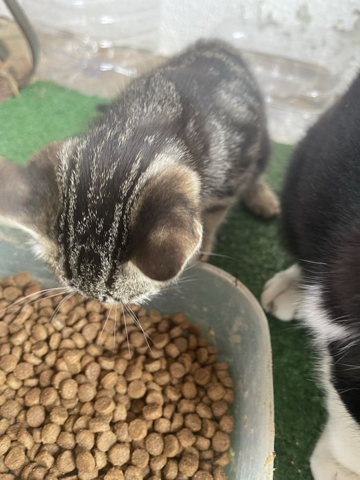 Gatinhas bebes - 2 meses