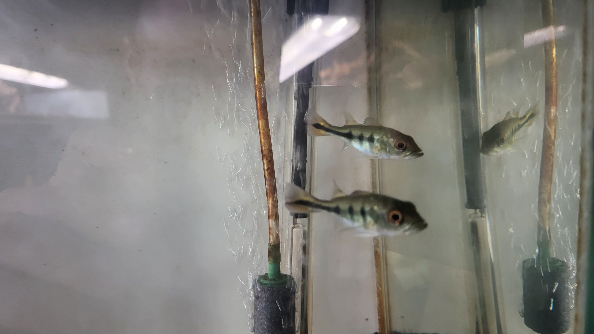 Ciclha kelberi Tamanho 6/7cm