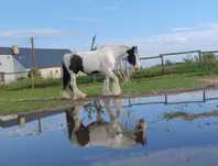 Hodowla koni Irish Gypsy Cob (nie Tinker) rezerwacej źrebiąt