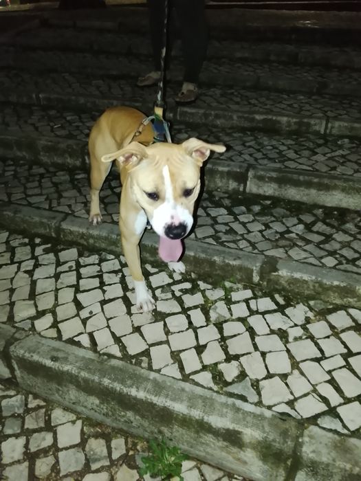 Pitbull fêmea para adoção