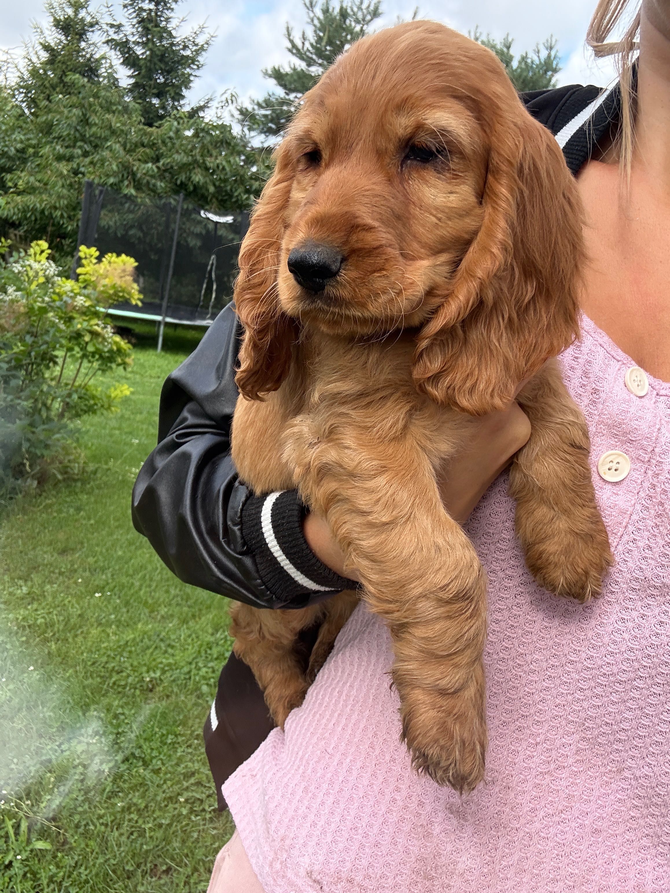 Szczeniaczki po Cocker Spaniel