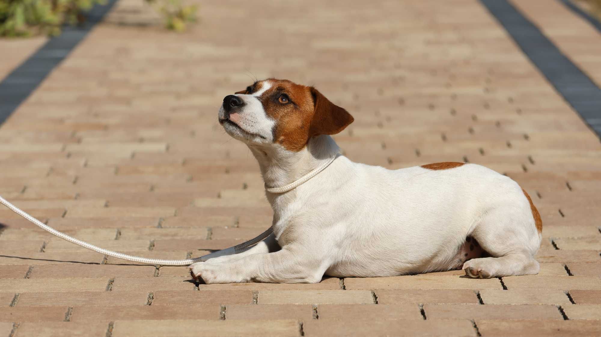 Jack Russell Terrier ZKwP FCI- piesek/badania genetyczne