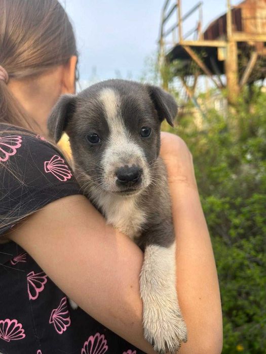 Цуценята шукають дім!