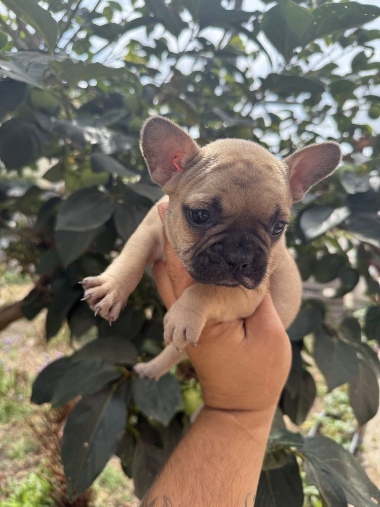 Buldogue Francês Ultima Menina