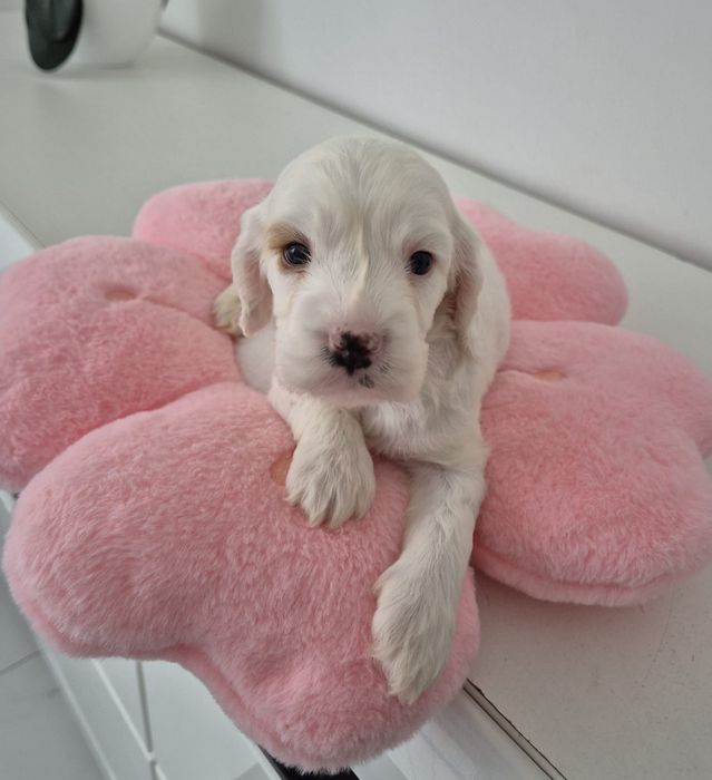 Cockapoo f1 Cocker spaniel & Pudel