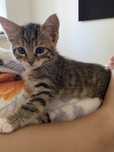 Котенок  ищёт семью