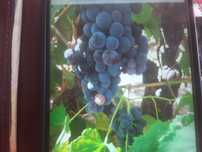 Uvas brancas e pretas