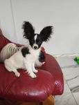 Papilon Spaniel Kontynentalny Miniaturowy FCI ZKwP