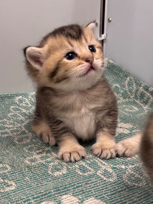 Котята золотая шиншилла