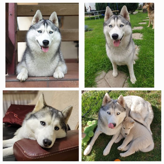Szczeniak piesek sunia Siberian Husky zkwp fci  po Champion