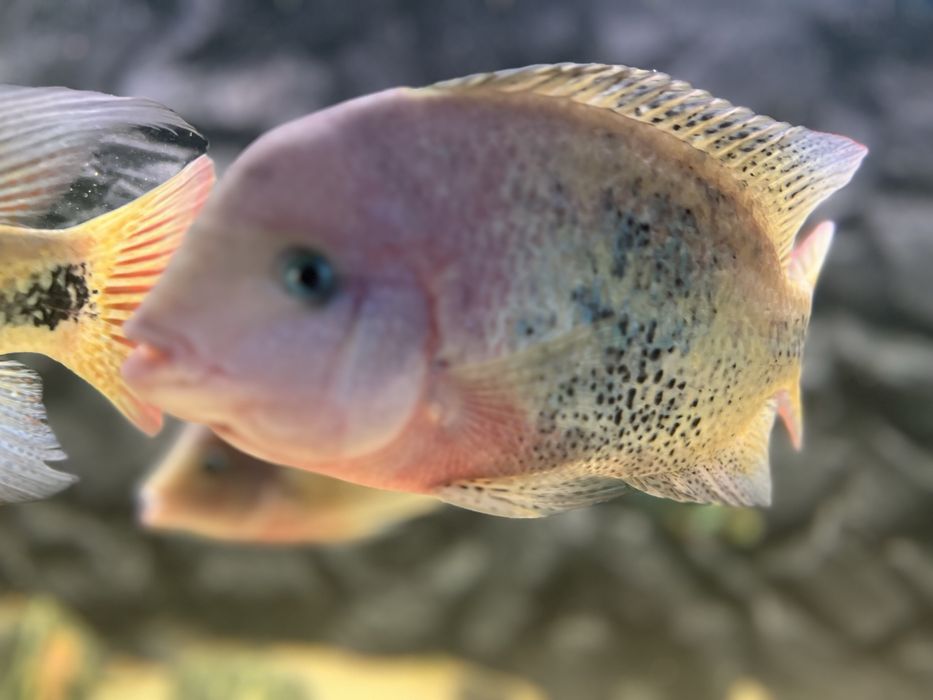 Vieja ryby pielegnica wielobarwna vieja synspila