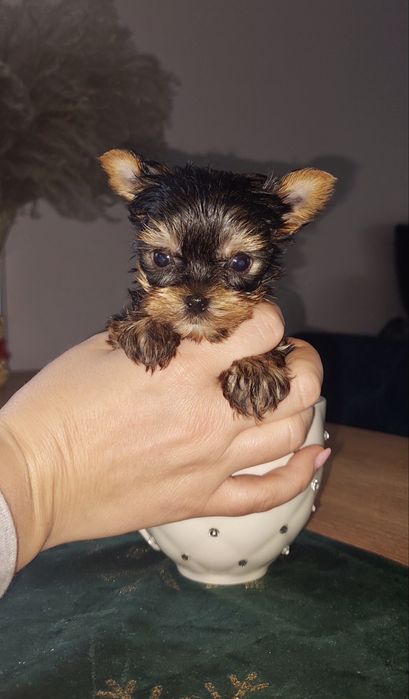XXXXS Cudowny DIOR Miniaturka Drobnej budowy York