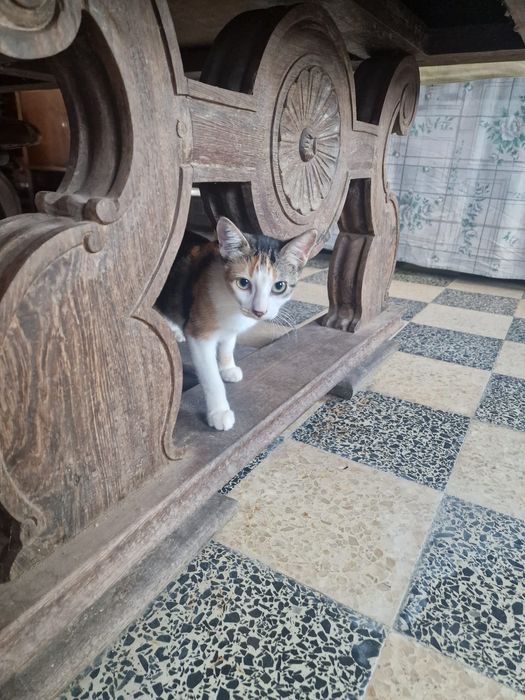 Gatinhos para adoção responsável