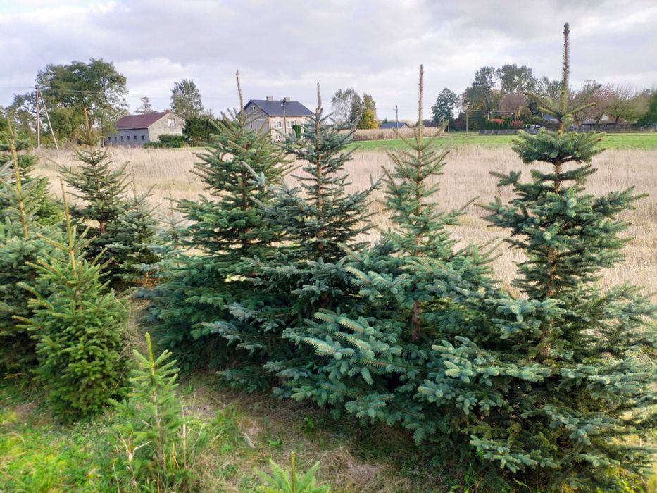 sprzedaż choinek świerkowych
