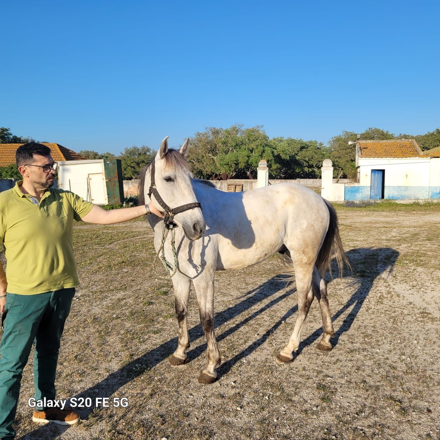 Vendo ou troco Cavalo Cruzado