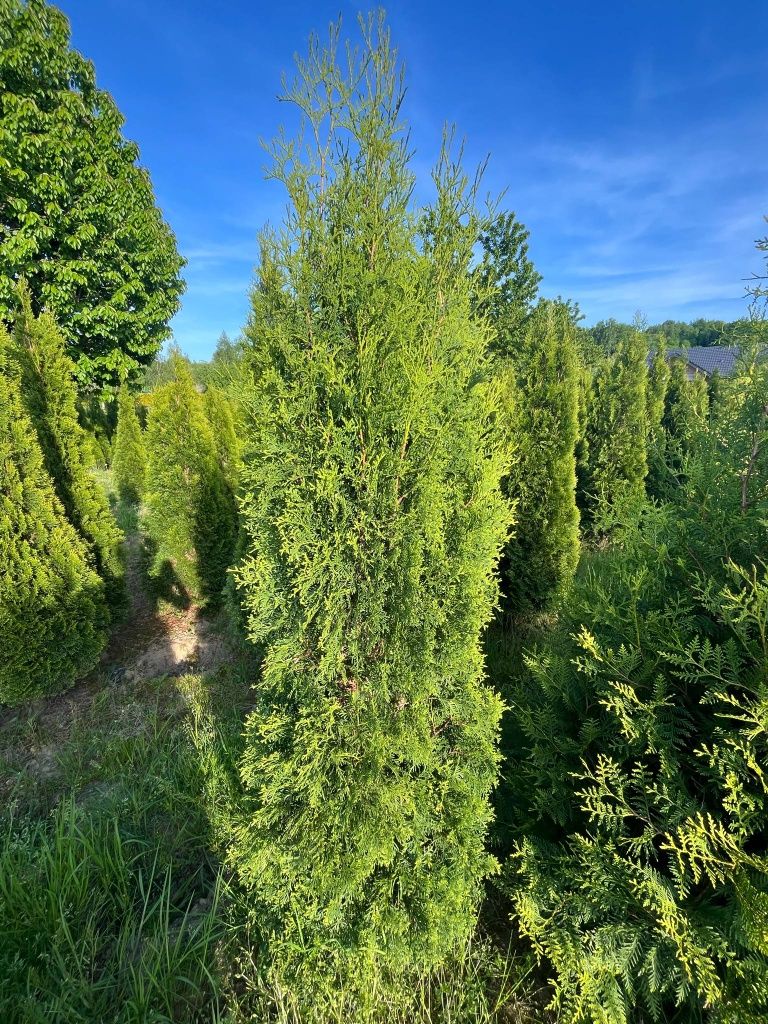 Tuja columna occidentalis Promocja   170/220cm