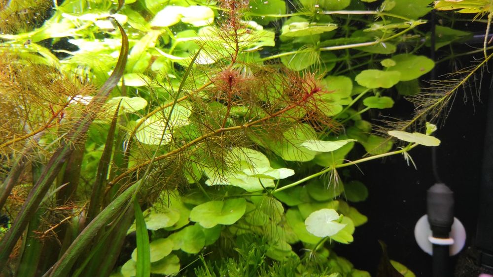 Hydrocotyle leucocephala