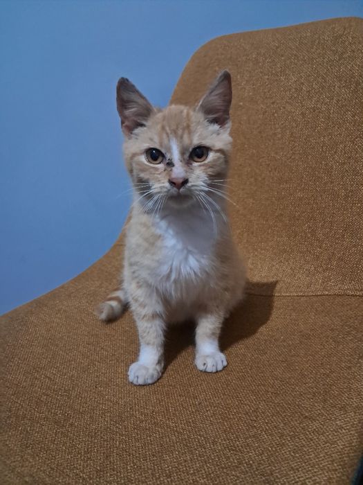 Oddam kotka w dobre ręce