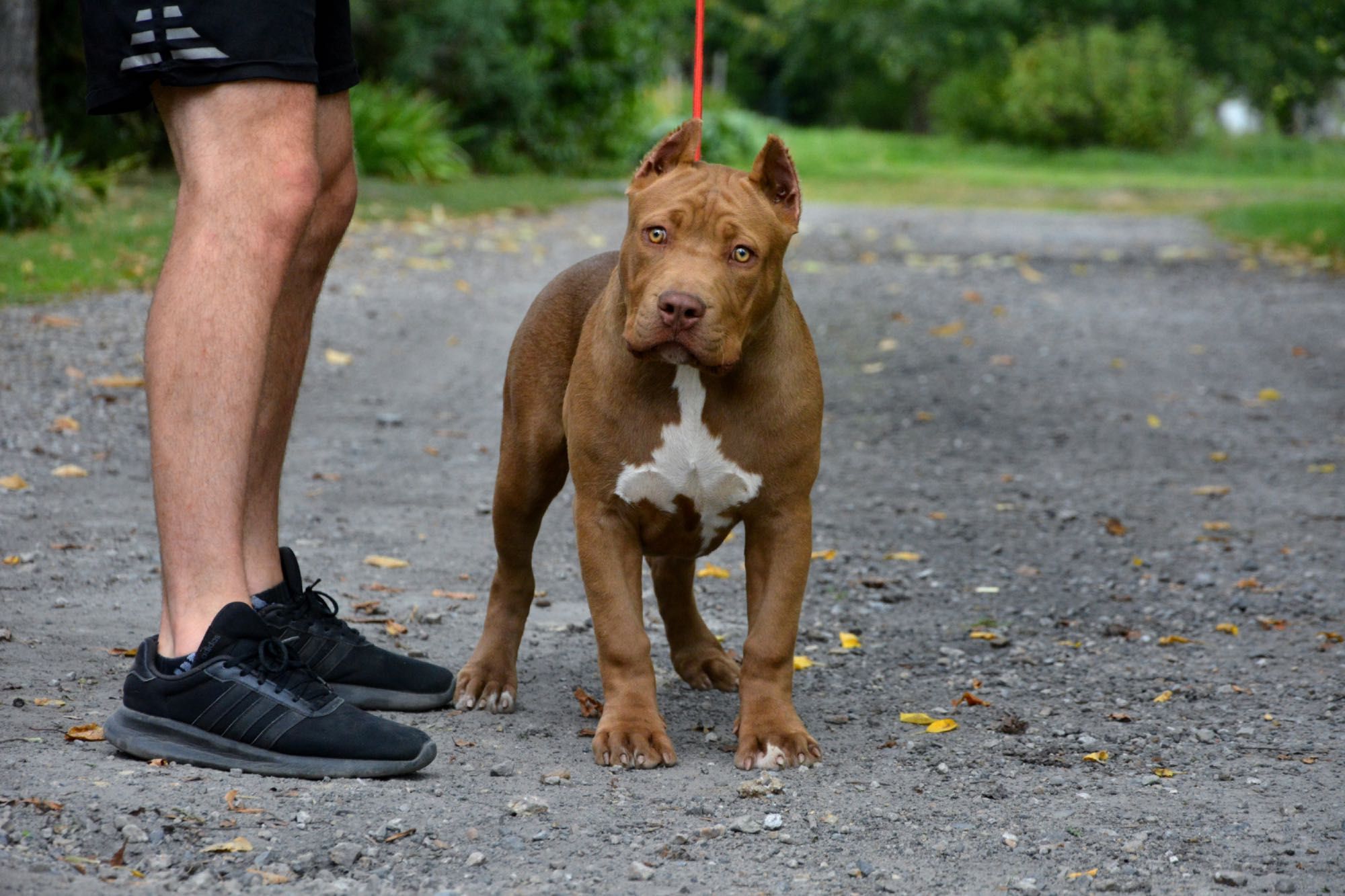 American Bully XL Suczka Champion Bloodline