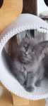 Kocurek Maine Coon