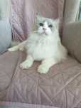Ragdoll kotka Pusia