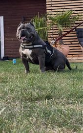 American Bully Reproduktor