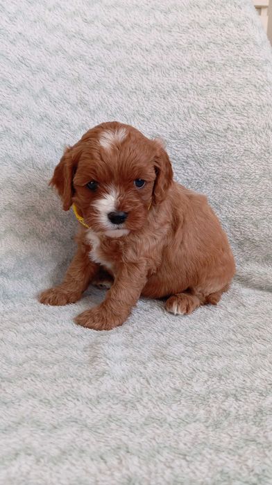Cavapoo szczeniak