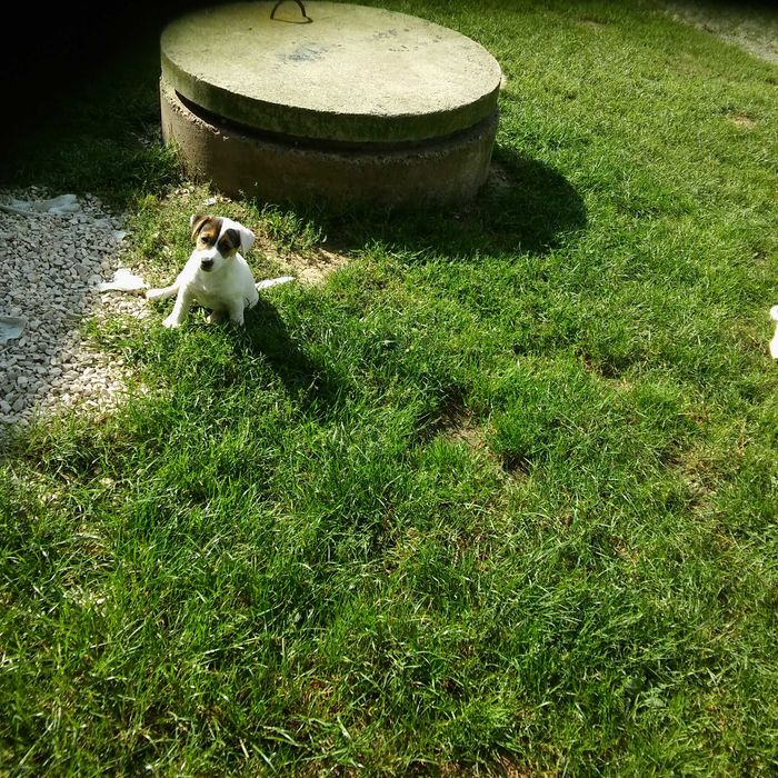 Jack Russell Terrier sunia