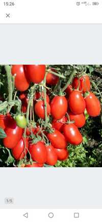 Sadząnki  San marzano pomidory