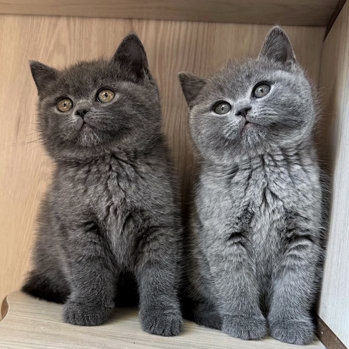 Крутецькі плюшеві котята