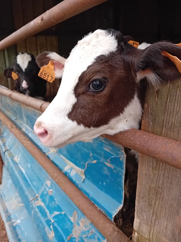 Vende-se vitelos raça Frísia e cruzados de carne