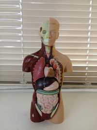 Metric модель людського тіла
