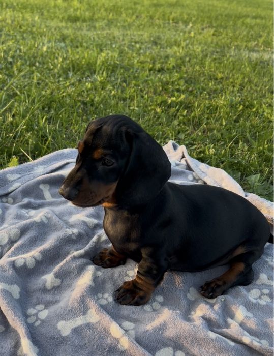 Szczeniak Jamnik krotkowlosy standardowy!! ZKWP cz. podpalany!Chlopiec