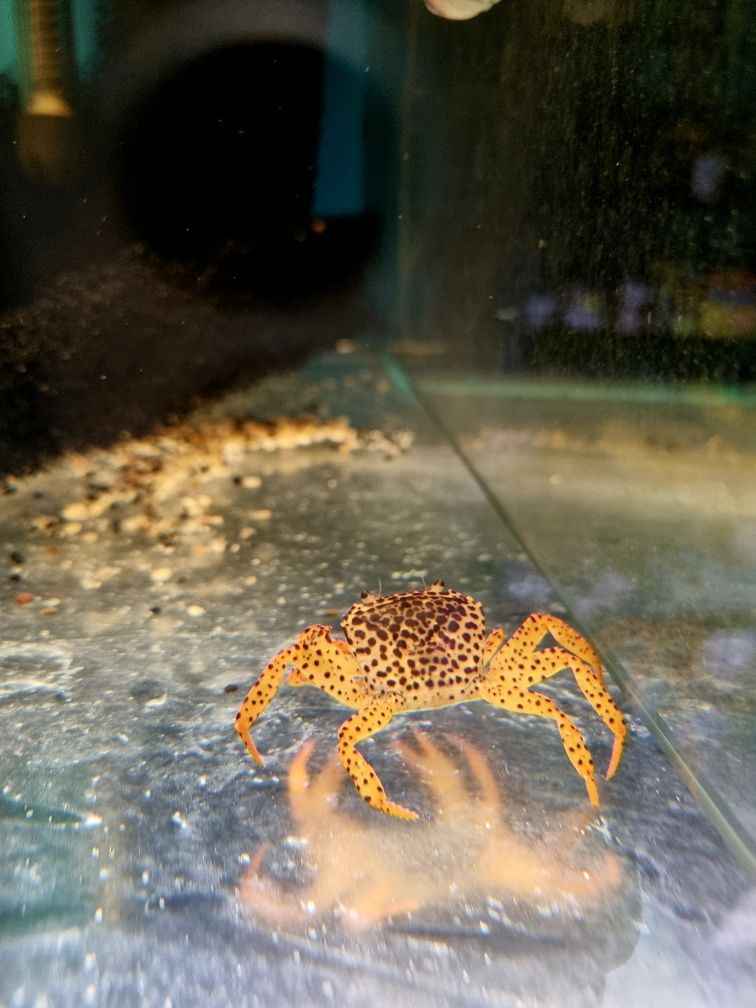 Krab pantera/krab akwariowy