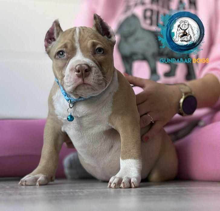 American Bully ABKC Gundabar Dogs