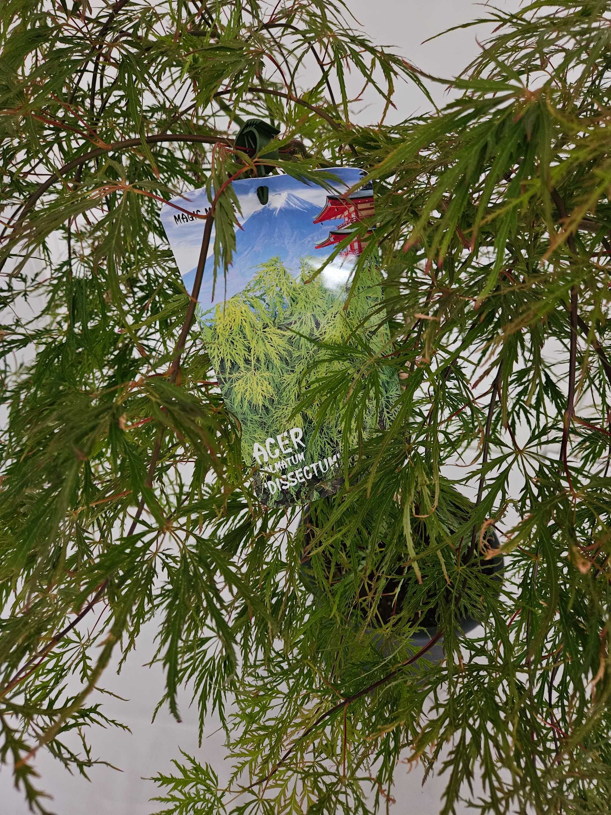 Bonsai – Klon japoński palmowy 'Dissectum' (Acer palmatum dissectum)