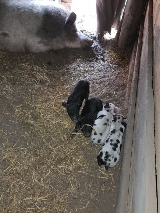 Реалізуємо маленьких поросят породи Кармал.. та.вівців