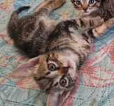 Dou gatinho macho faz 2 meses dia 20