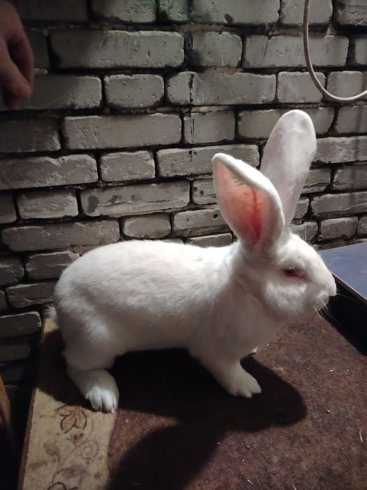 Olbrzym belgijski biały samiec