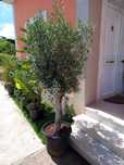 Oliveiras de jardim 250 cm | 10 a 12 anos
