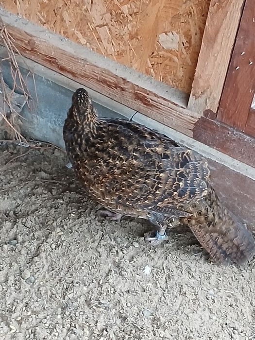 Bażanty tragopany satyry