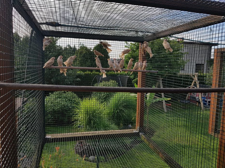 Gile meksykańskie, Gil meksykański