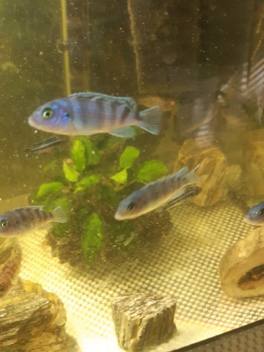 Pyszczaki malawi narybek wyrośnięty