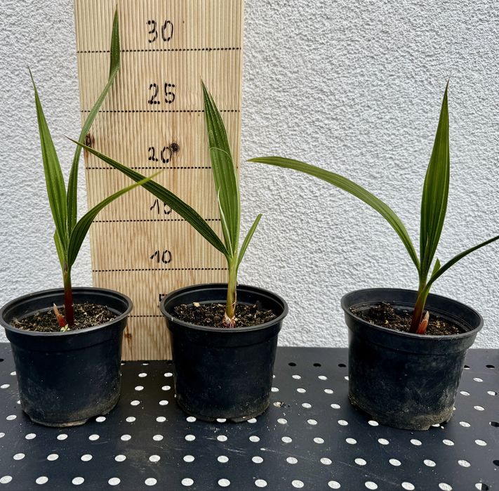 Washingtonia robusta palma -5 st.