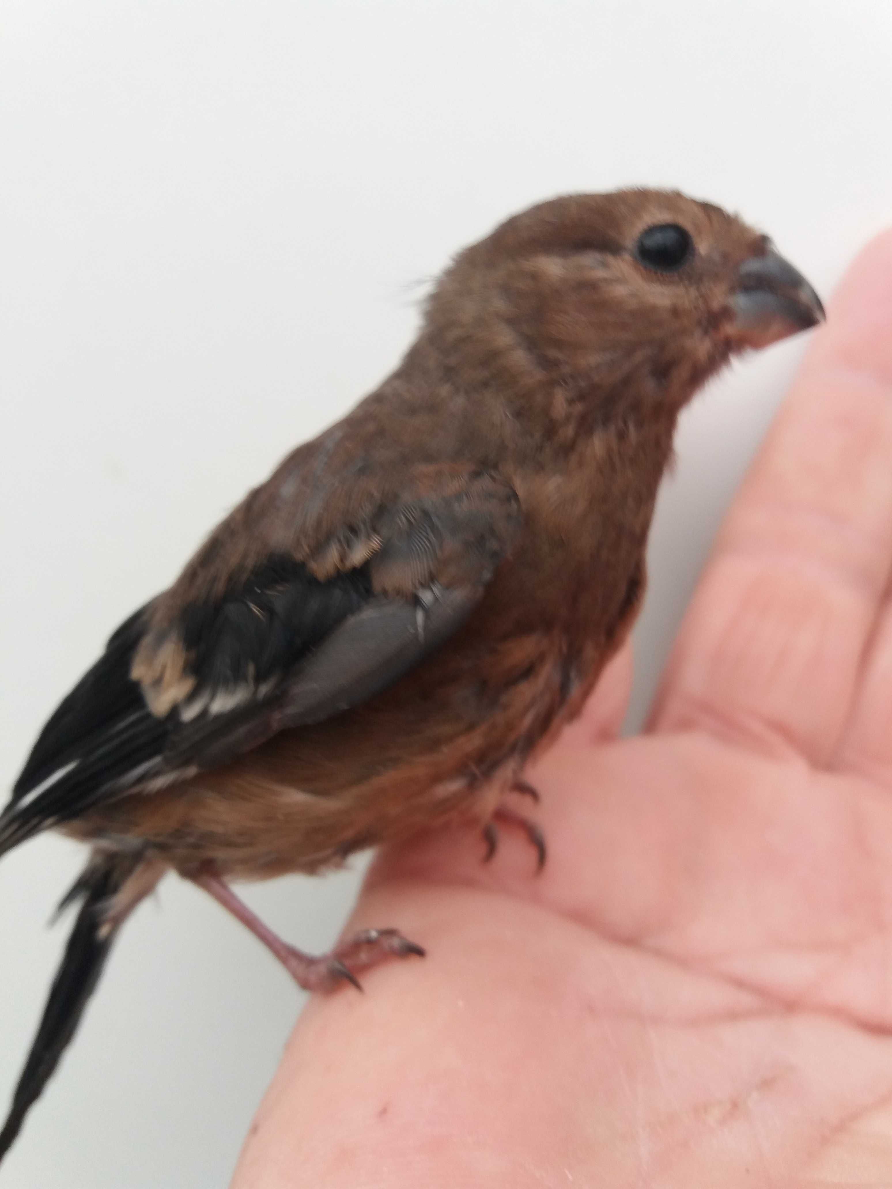 Várias Aves de Fauna  2024/2025