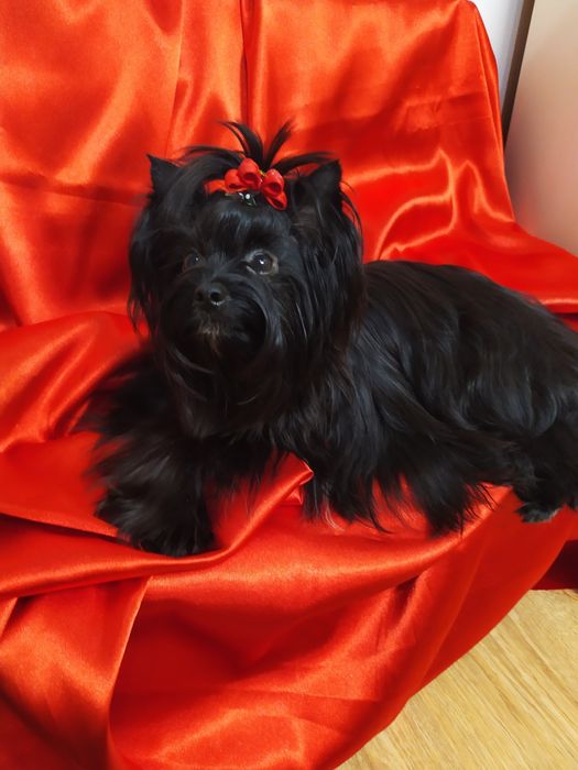 Suczka Black Yorkshire terrier,nie biewer.
