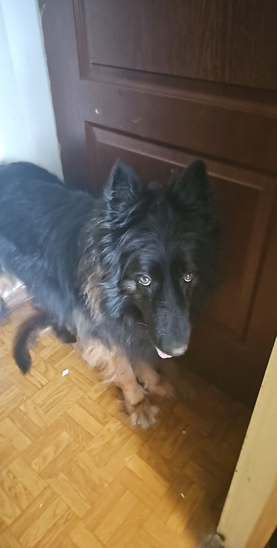 Oddam za darmo owczarka niemieckiego.