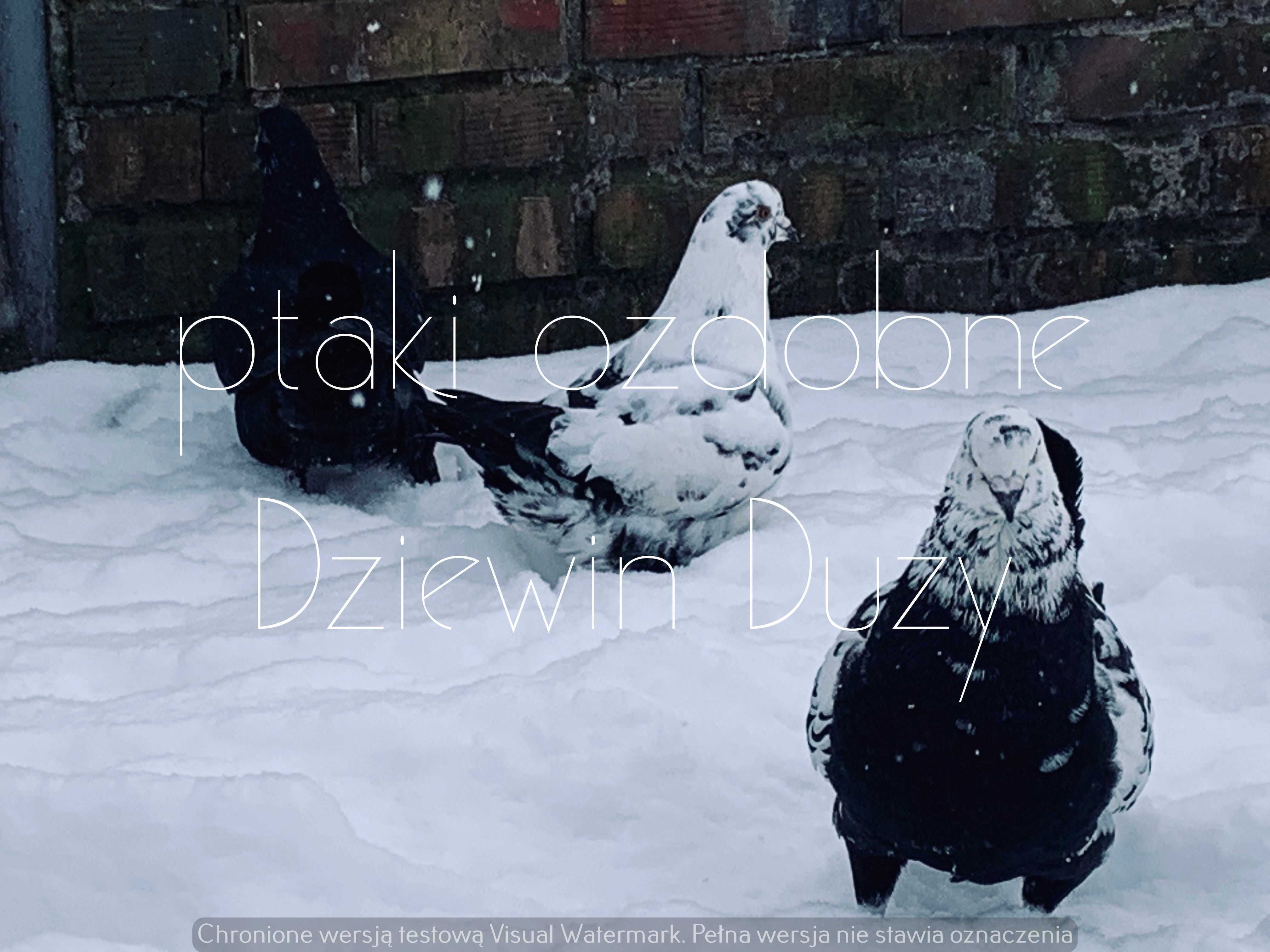 drób i ptaki ozdobne leczenie profilaktyka exolt