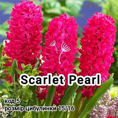 Гіацинти (цибулинки)